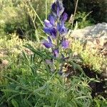 Lupinus angustifolius flower picture by anne pichon (cc-by-sa)