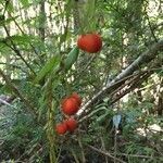 Luzuriaga radicans fruit picture by Daniel Barthelemy (cc-by-nc)