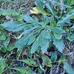 Biscutella flexuosa habit picture by Yoan MARTIN (cc-by-sa)