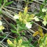 Teucrium montanum habit picture by bas yves (cc-by-sa)