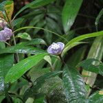 Psychotria urbaniana flower picture by claire Felloni (cc-by-sa)