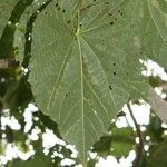 Dombeya pilosa leaf picture by H. Goëau (cc-by-sa)