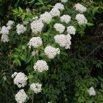 Spiraea chamaedryfolia habit picture by Dieter Albrecht (cc-by-sa)