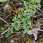 Clinopodium nubigenum habit picture by Fabien Anthelme (cc-by-sa)