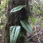 Lapageria rosea habit picture by Daniel Barthelemy (cc-by-nc)