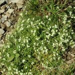 Galium pseudohelveticum habit picture by Pascal Ollagnier (cc-by-sa)