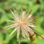 Tridax procumbens flower picture by Ricky Troopa (cc-by-sa)