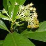 Ardisia opegrapha flower picture by Nelson Zamora Villalobos (cc-by-nc)