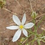 Ornithogalum gussonei flower picture by Sinan Avcı (cc-by-sa)