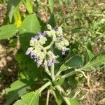 Solanum umbellatum flower picture by Catherine Vaneyck (cc-by-sa)