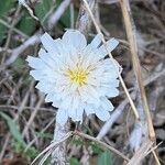 Pinaropappus roseus flower picture by Austin Neal (cc-by-sa)