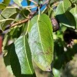 Pyrus communis leaf picture by Gabriel Morin-Kasprzyk (cc-by-sa)