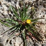 Oenothera punae habit picture by Fabien Anthelme (cc-by-sa)