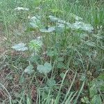 Malva moschata habit picture by JYCO (cc-by-sa)