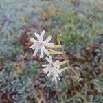 Silene nocturna flower picture by Tarmorin (cc-by-sa)