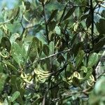 Aegiceras corniculatum fruit picture by Daniel Barthelemy (cc-by-nc)