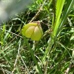 Cardiospermum halicacabum flower picture by sophie rieux (cc-by-sa)