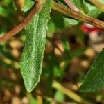 Grindelia squarrosa leaf picture by Giode Tonpino (cc-by-sa)