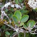 Salix reticulata leaf picture by Laurie Targa (cc-by-sa)