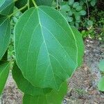 Cordia dichotoma leaf picture by Michel G (cc-by-sa)