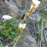 Arabis collina flower picture by Antoine Albisson (cc-by-sa)