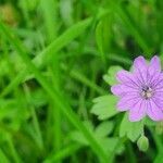 Geranium molle flower picture by clare black (cc-by-sa)