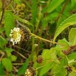 Lippia kituiensis flower picture by susan brown (cc-by-sa)