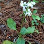 Pyrola elliptica habit picture by Tasha Tchek (cc-by-sa)