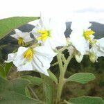 Solanum variabile flower picture by Renato Lima (cc-by-nc-sa)