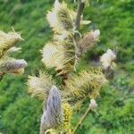 Salix hastata flower picture by Gilbert Beyer (cc-by-sa)