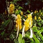 Pachystachys lutea flower picture by Portella Kateren (cc-by-sa)