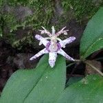 Tricyrtis hirta flower picture by essishi (cc-by-sa)