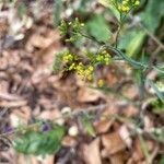 Bupleurum praealtum flower picture by Lena van Doorn (cc-by-sa)