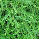 Taxodium distichum leaf picture by Mark Wells (cc-by-sa)