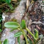 Epidendrum rigidum leaf picture by Rezini Josias Alan (cc-by-sa)