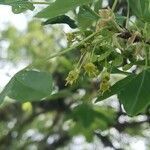 Acer monspessulanum flower picture by Jean-Christophe Lombardo (cc-by-sa)