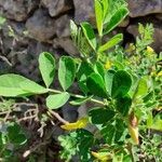 Hippocrepis emerus leaf picture by champanhet Emmanuel (cc-by-sa)