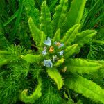 Anchusa arvensis flower picture by Remón Marco (cc-by-sa)