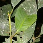 Garcinia intermedia leaf picture by Nelson Zamora Villalobos (cc-by-nc)