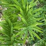 Polygonatum verticillatum leaf picture by Fabrizio Pedrazzini (cc-by-sa)