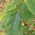 Fagus grandifolia leaf picture by aaron thompson (cc-by-sa)