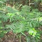 Phyllanthus mimosoides habit picture by Daniel Barthelemy (cc-by-sa)