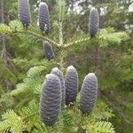 Abies balsamea fruit picture by Catalin Gruia (cc-by-sa)