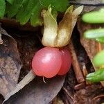 Rubus pedatus fruit picture by jimmysong (cc-by-sa)