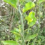 Euphorbia tithymaloides leaf picture by Trap Hers (cc-by-sa)