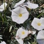 Convolvulus cneorum flower picture by Boumlik Messaïli (cc-by-sa)