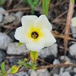 Turnera subulata flower picture by bárbara daniela silva (cc-by-sa)