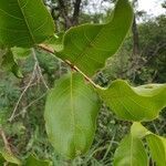 Combretum apiculatum leaf picture by Lourens v Tonder (cc-by-sa)