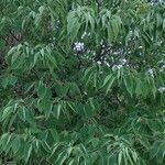 Broussonetia papyrifera habit picture by Acosta García Isabel (cc-by-sa)