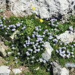 Globularia cordifolia habit picture by francois tissot (cc-by-sa)